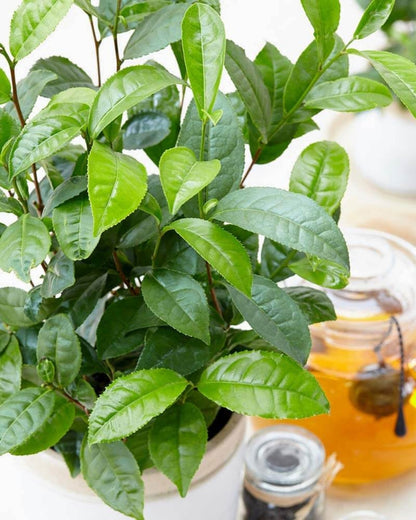 Camellia Sinensis (Theeplant)