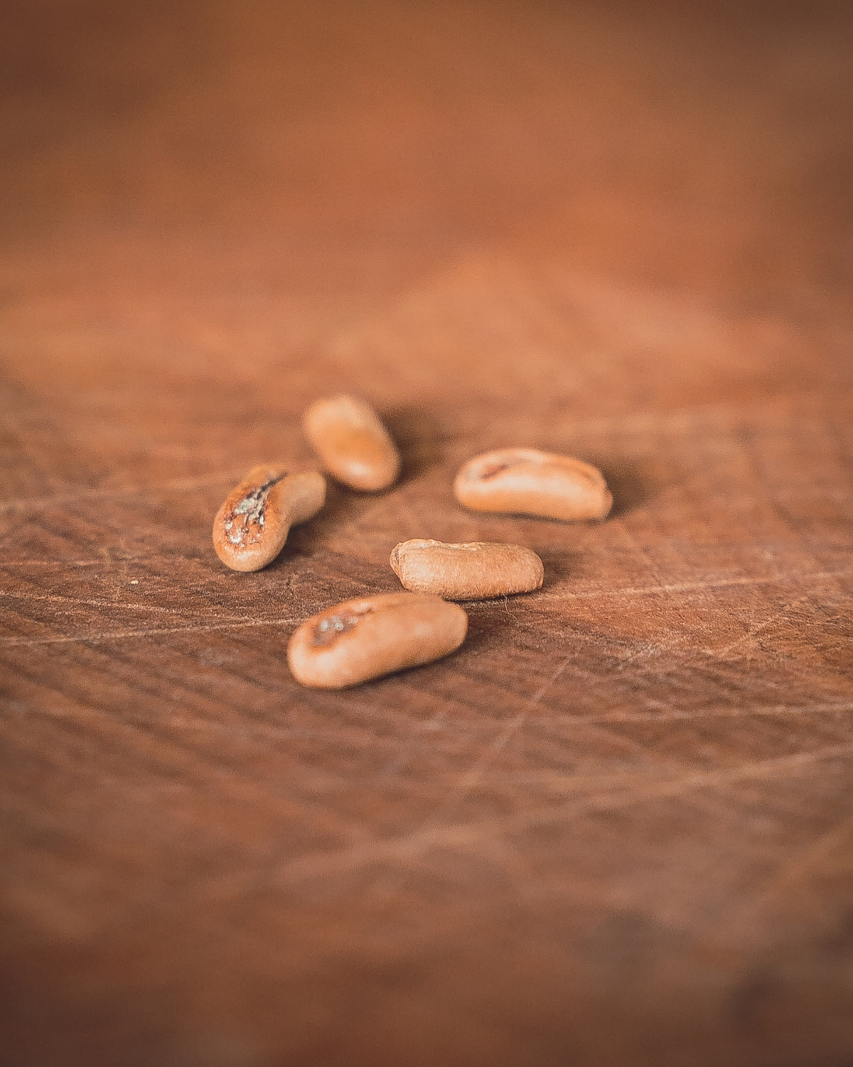 Phoenix Roebelenii (Dwergdadelpalm)