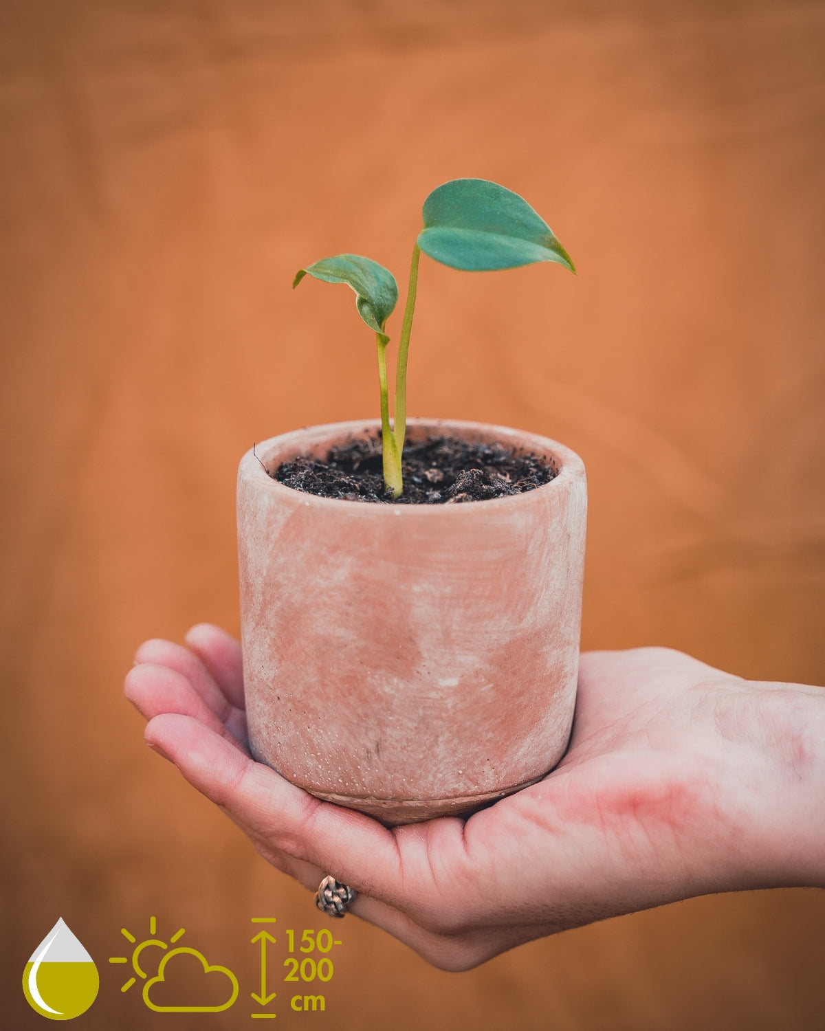 Monstera Deliciosa (Gatenplant)