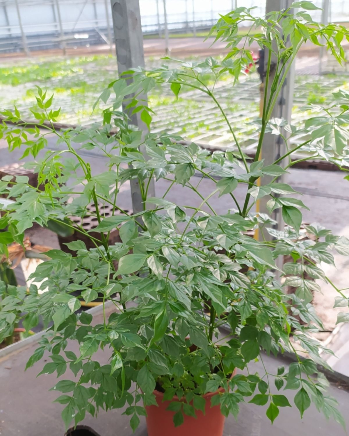 Radermachera Sinica (Slangenboom)