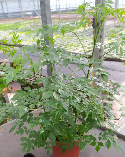 Radermachera Sinica (Slangenboom)