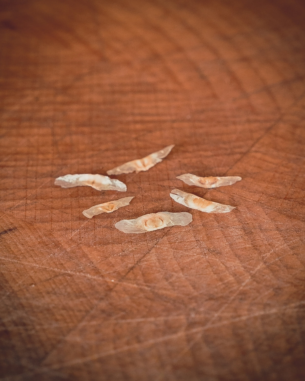 Radermachera Sinica (Slangenboom)