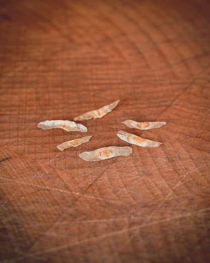 Radermachera Sinica (Slangenboom)